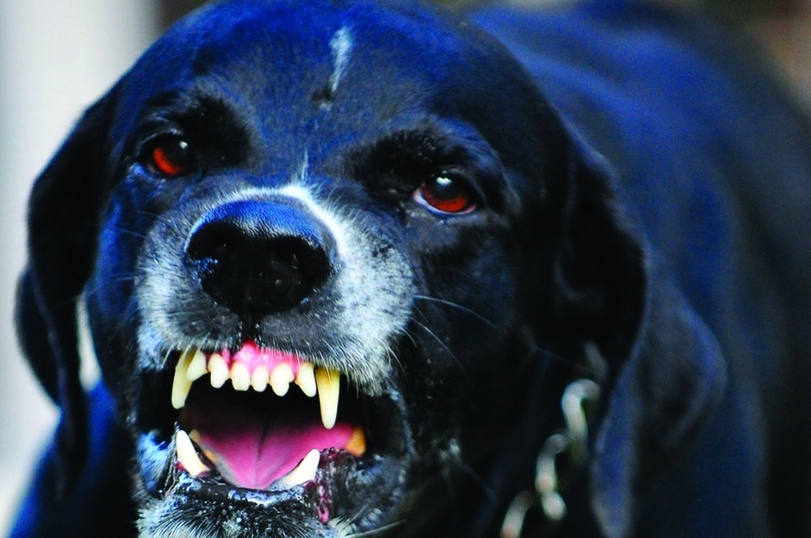 Втора инстанция потвърди рекордно обезщетение за мъж, инвалидизиран след катастрофа с куче
